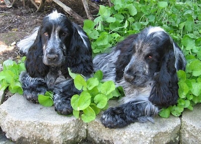 Kenny and Blue the black, gray and white English Cocker Spaniels are laying on top of stones with a plant growing in the garden behind them